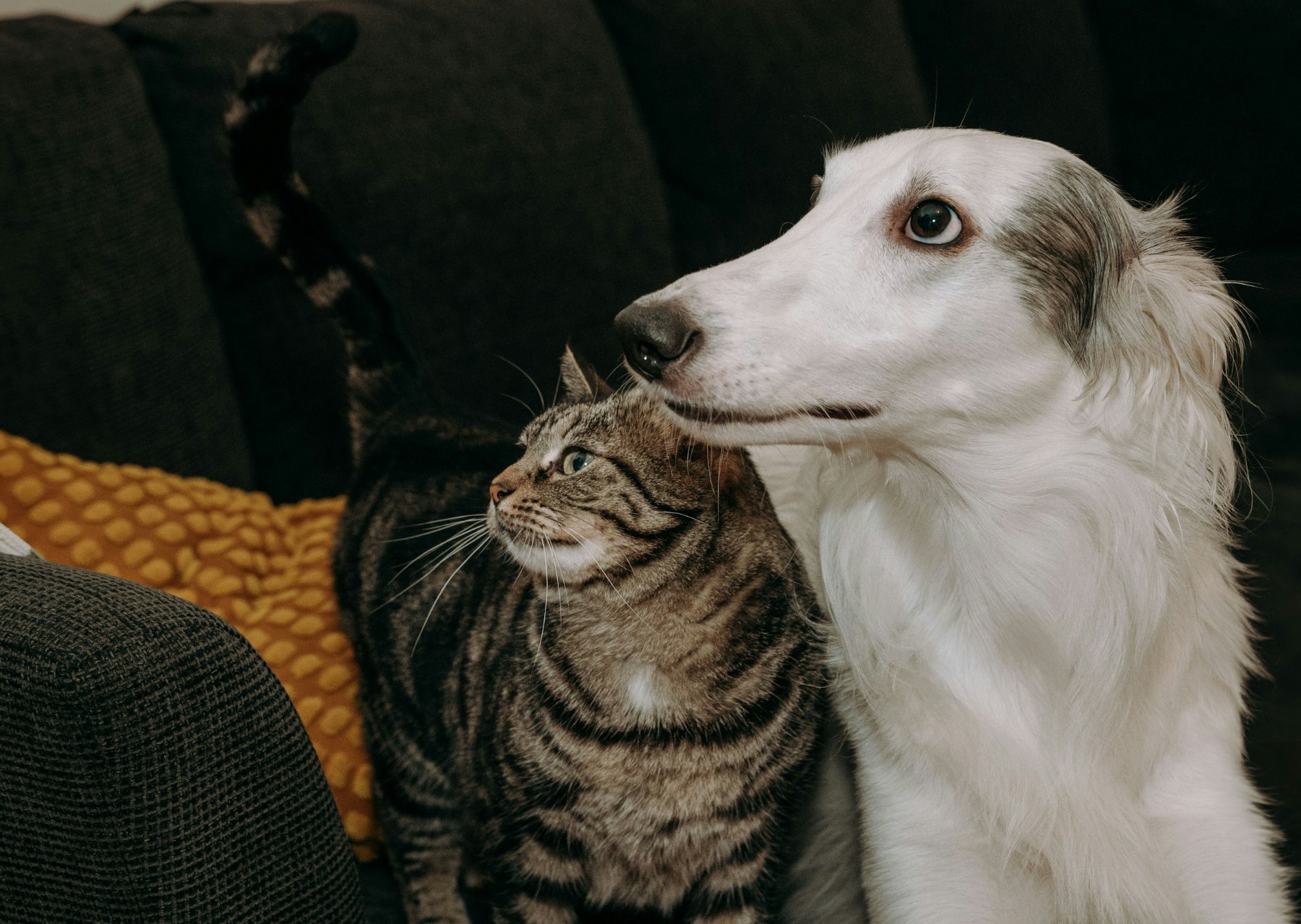 A cat and a dog together